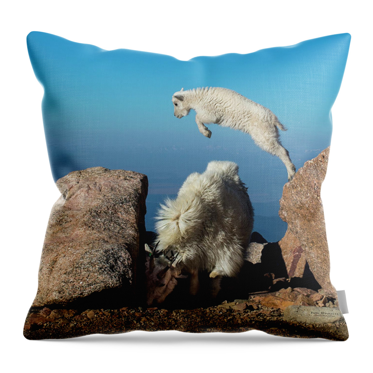 Mountain Goat Throw Pillow featuring the photograph Leaping baby mountain goat by Judi Dressler