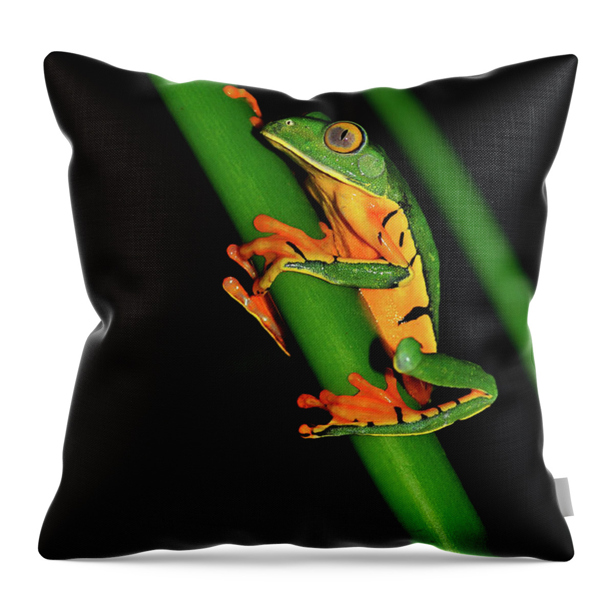 Frog Framed Prints Throw Pillow featuring the photograph Frog Pole Vault by Harry Spitz