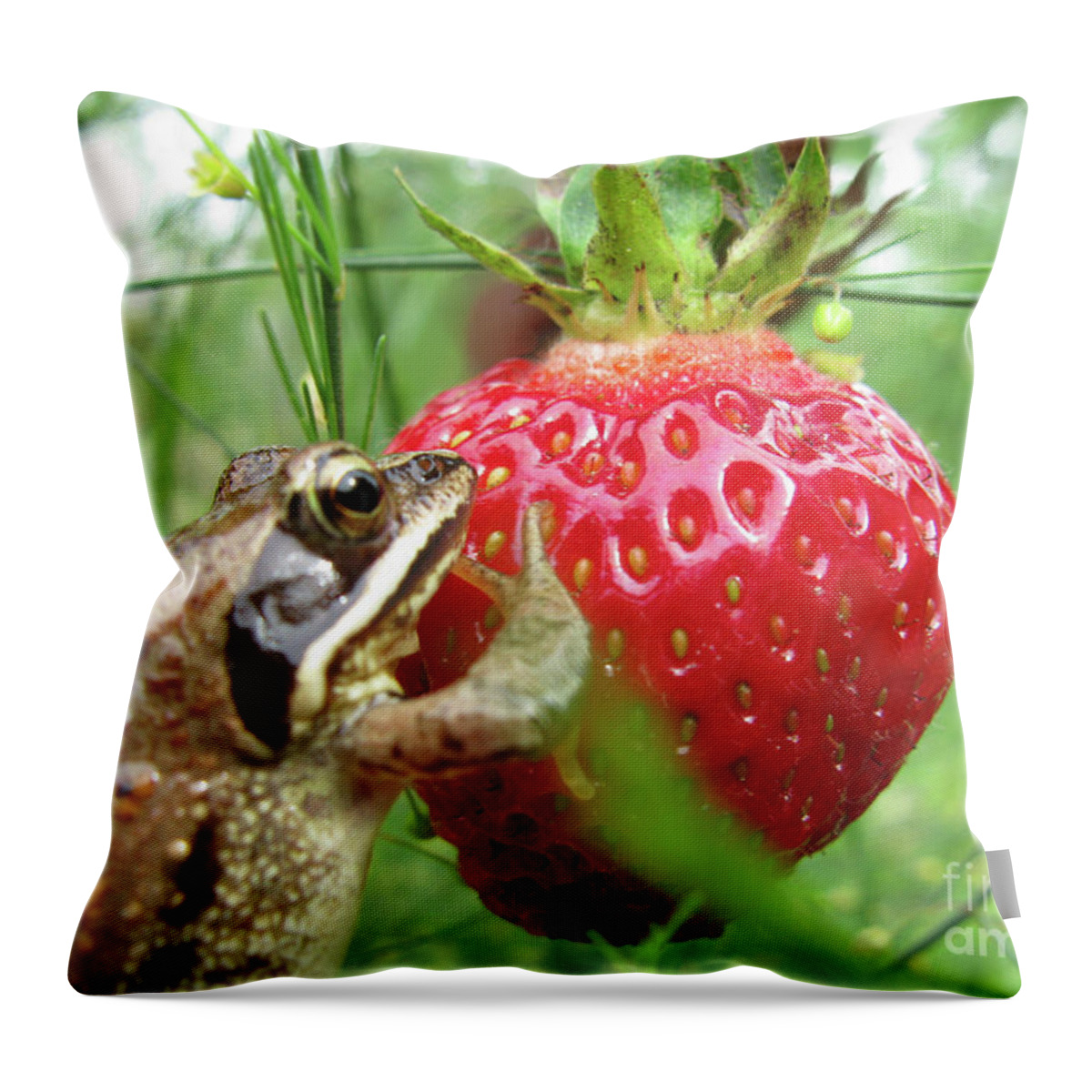 Frog Throw Pillow featuring the photograph Frogs Love Strawberries Too by Ausra Huntington nee Paulauskaite