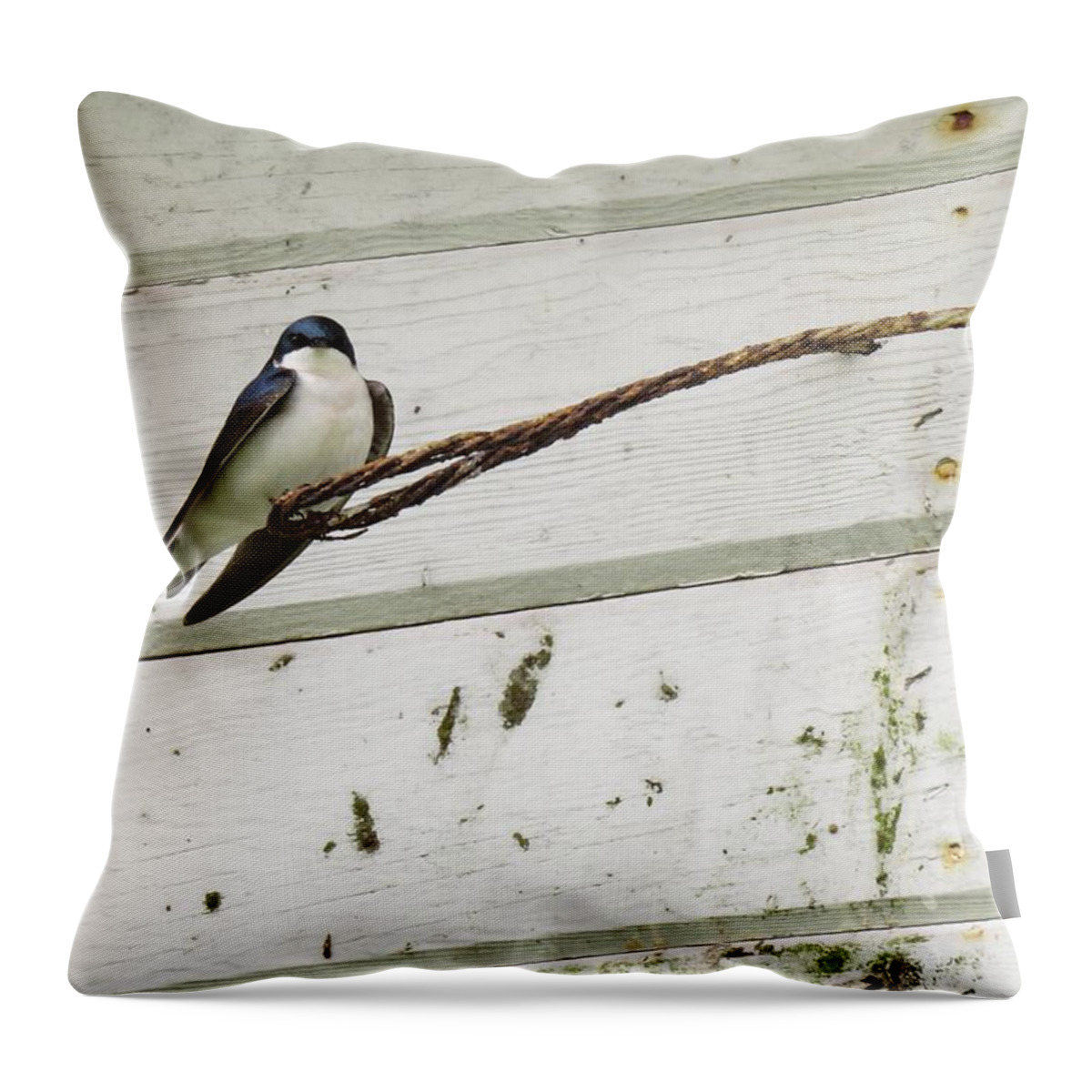 Tree Swallow Throw Pillow featuring the photograph From Up High by I'ina Van Lawick