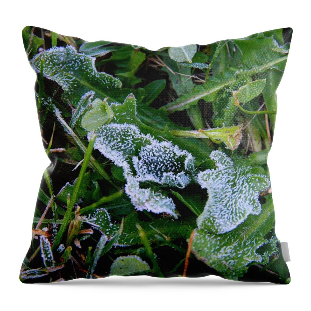 Frost Throw Pillow featuring the photograph Frost by Kathryn Meyer