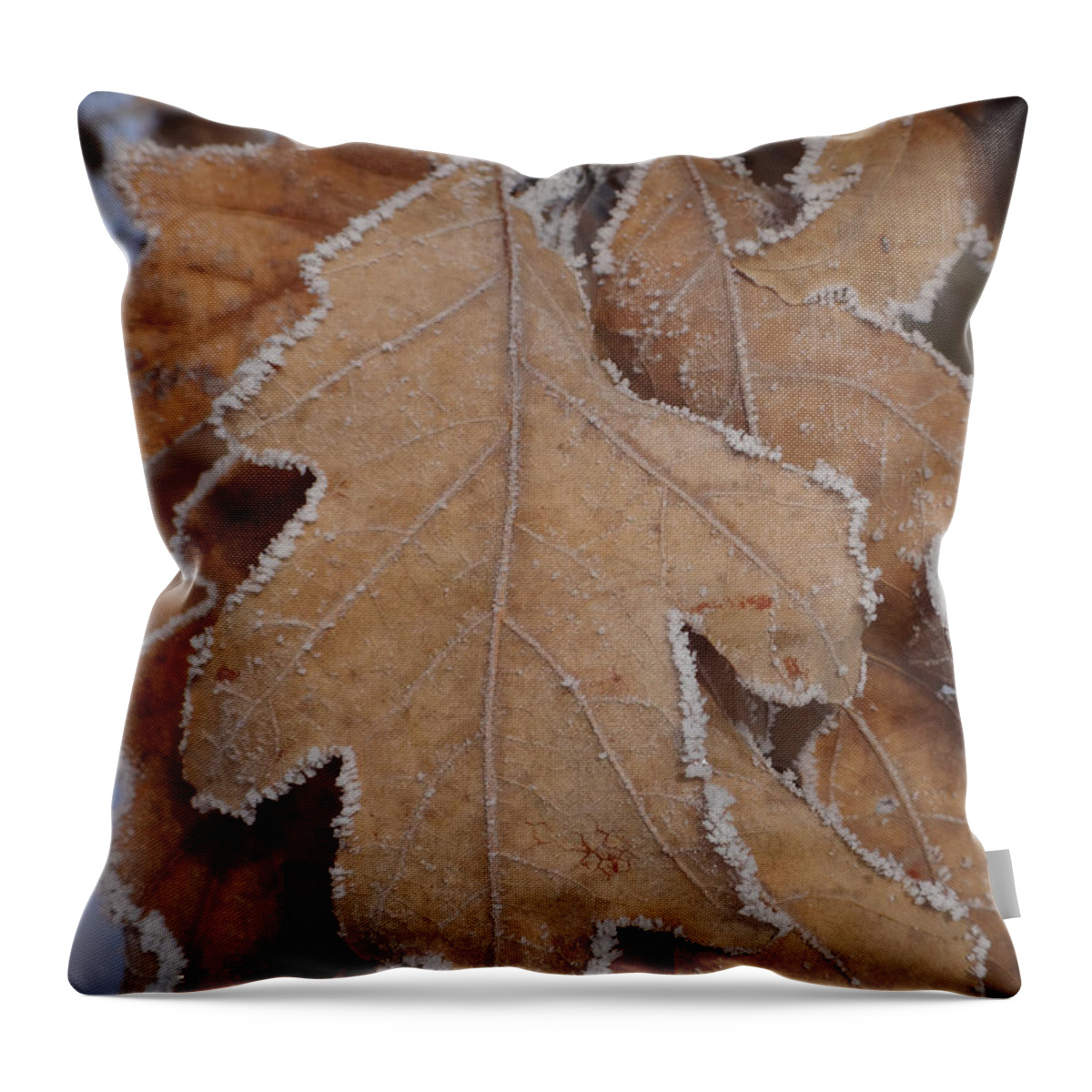 Frost Throw Pillow featuring the photograph Frosted Oak by Brooke Bowdren