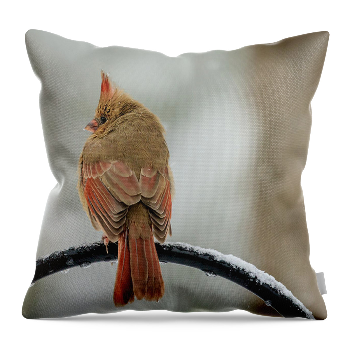 Backyard Throw Pillow featuring the photograph Frosty Female Cardinal by Joni Eskridge