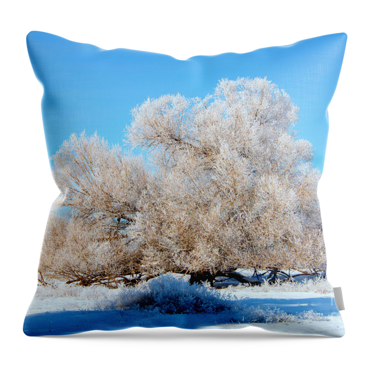 Frost Throw Pillow featuring the photograph Frosty by Michael Dawson
