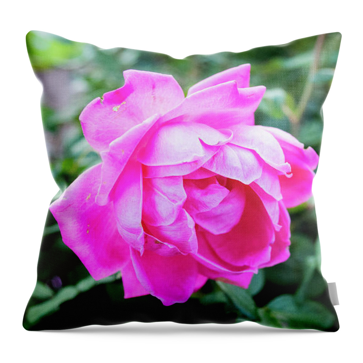 Roses Throw Pillow featuring the photograph Fuchsia Roses by Lisa Blake