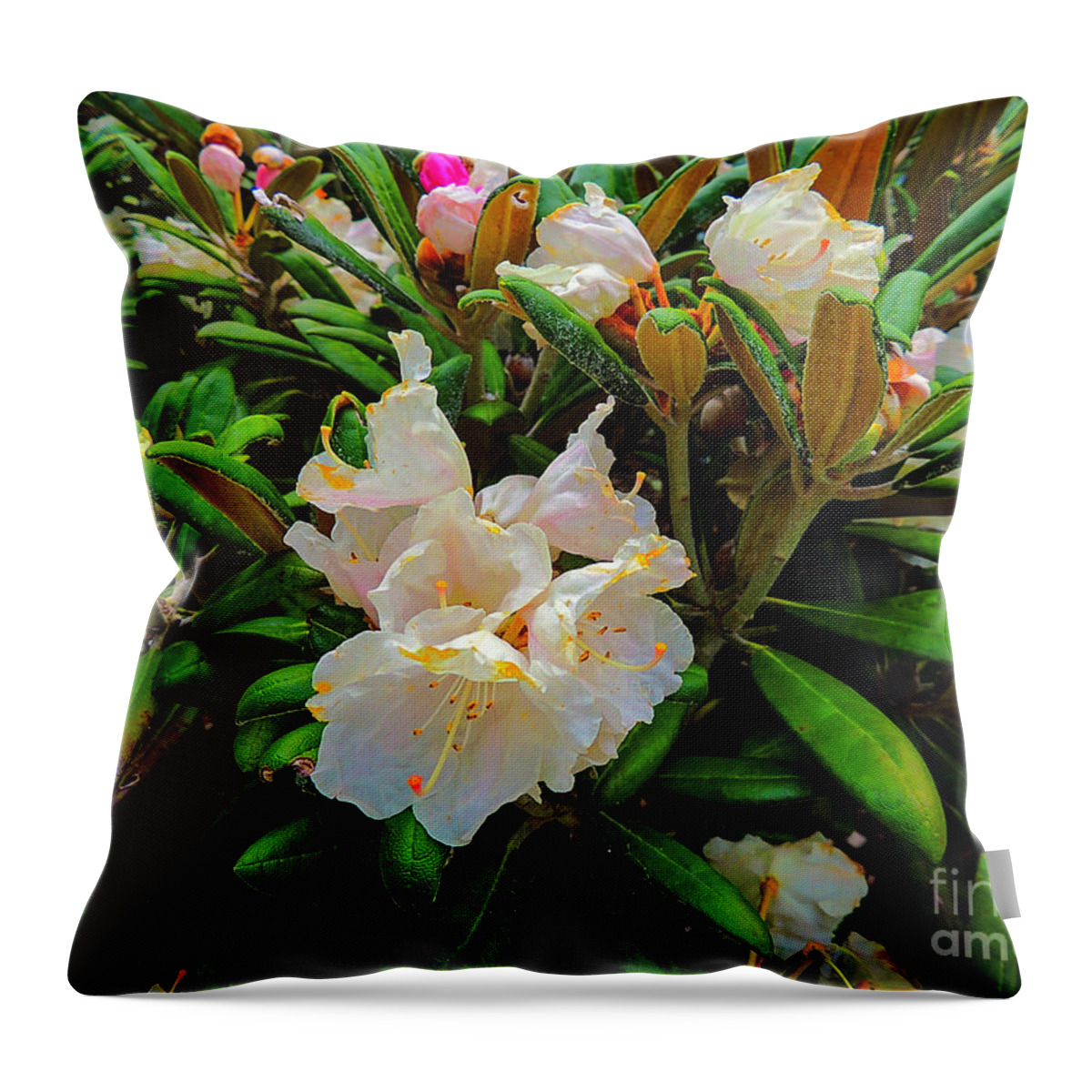 Full Bloom Throw Pillow featuring the photograph Full Bloom by Mim White