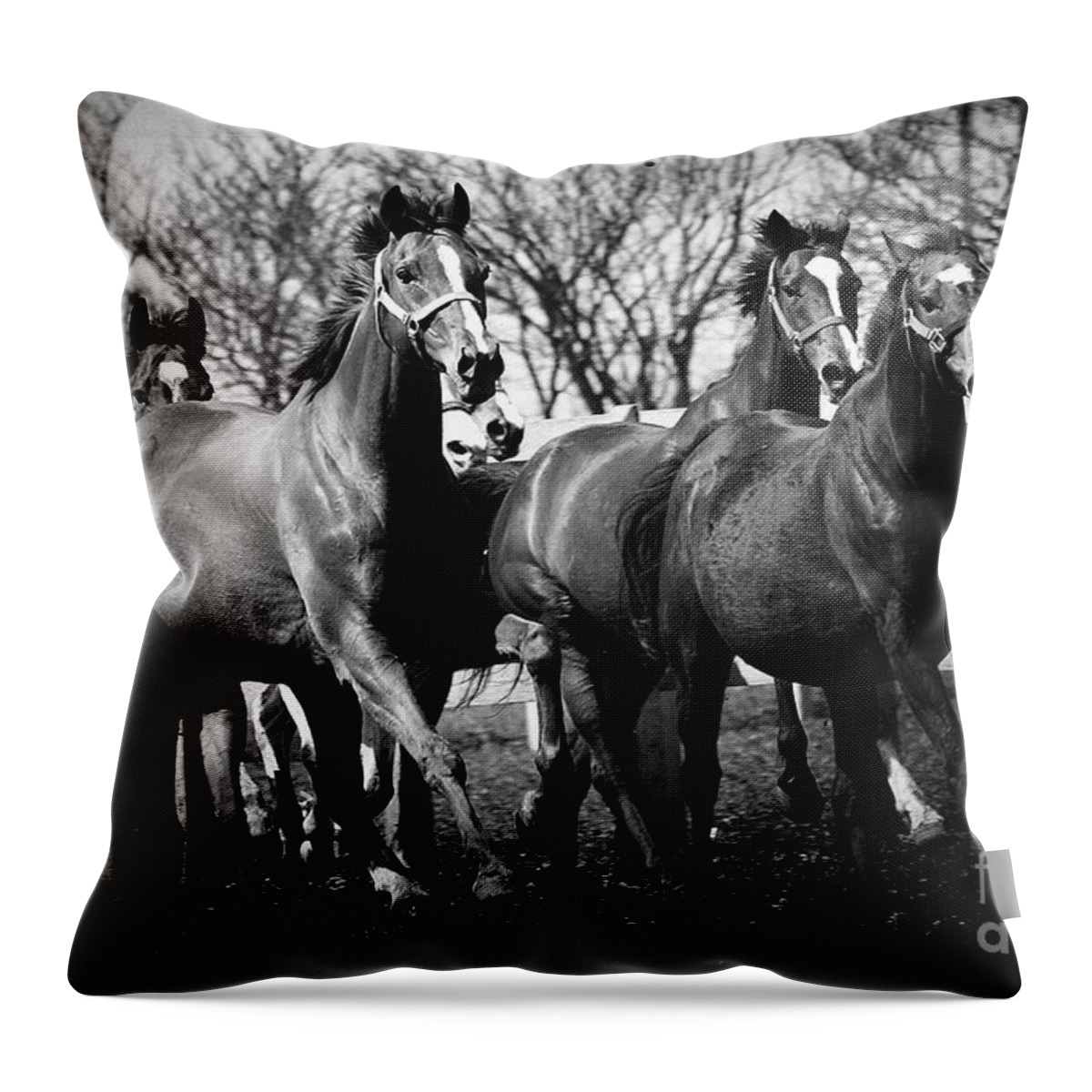 Horse Throw Pillow featuring the photograph Galloping horses by Dimitar Hristov