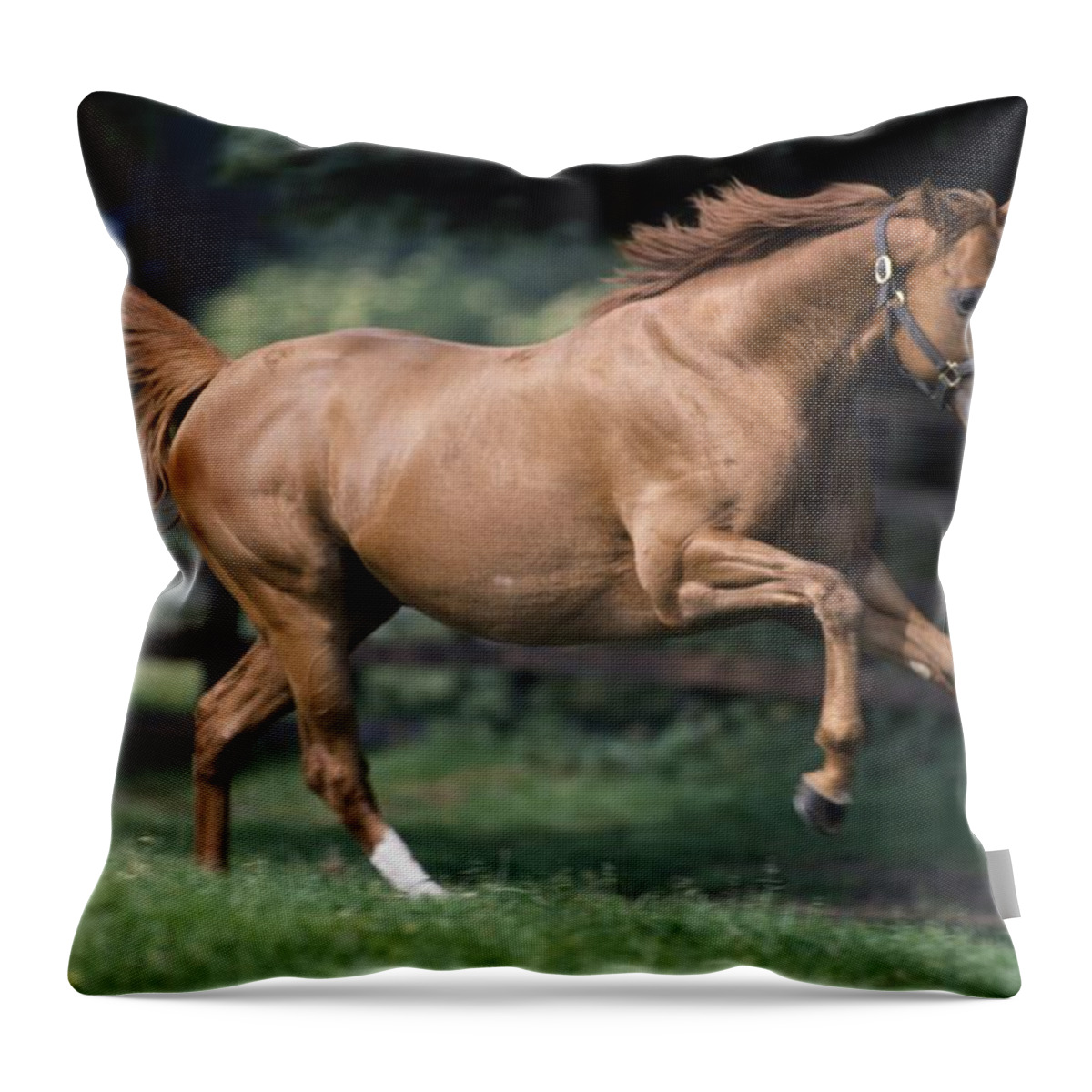 Horse Throw Pillow featuring the photograph Galloping Thoroughbred Horse by The Irish Image Collection 