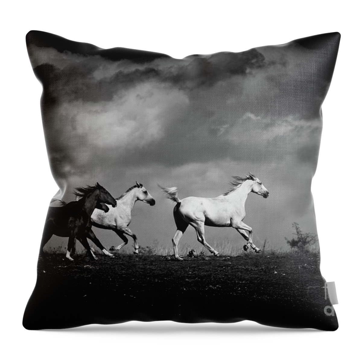 Horse Throw Pillow featuring the photograph Galloping white horses Black and White by Dimitar Hristov