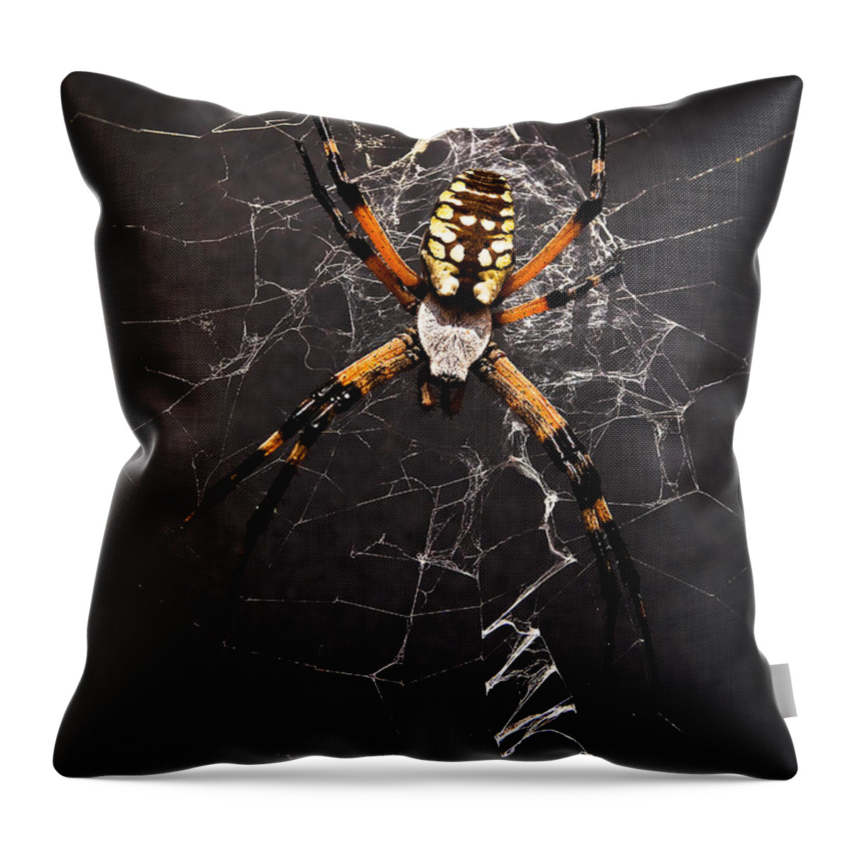 Spider Throw Pillow featuring the photograph Garden Spider and Web by Tamyra Ayles