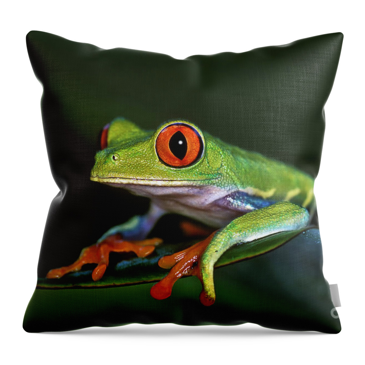 Costa Rica Throw Pillow featuring the photograph Gaudy Leaf Frog - Costa Rica by Henk Meijer Photography