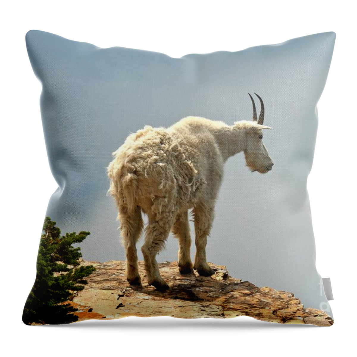 Mountain Goat On A Cliff Throw Pillow featuring the photograph Gaxing Down At Hidden Lake by Adam Jewell