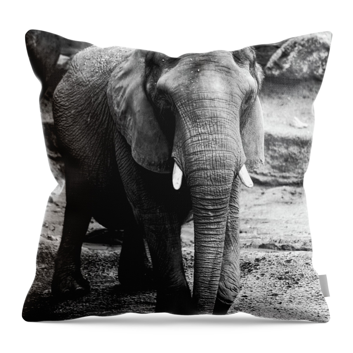 Elephant Throw Pillow featuring the photograph Gentle One by Karol Livote