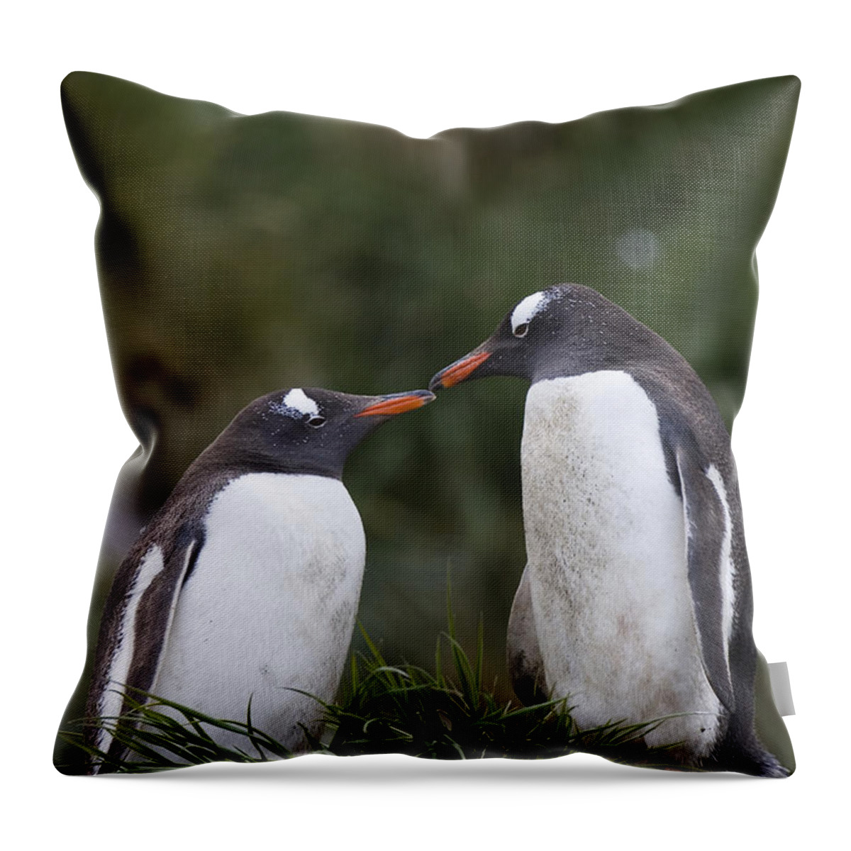 00761863 Throw Pillow featuring the photograph Gentoo Penguins Nesting In Gold Harbor by Suzi Eszterhas