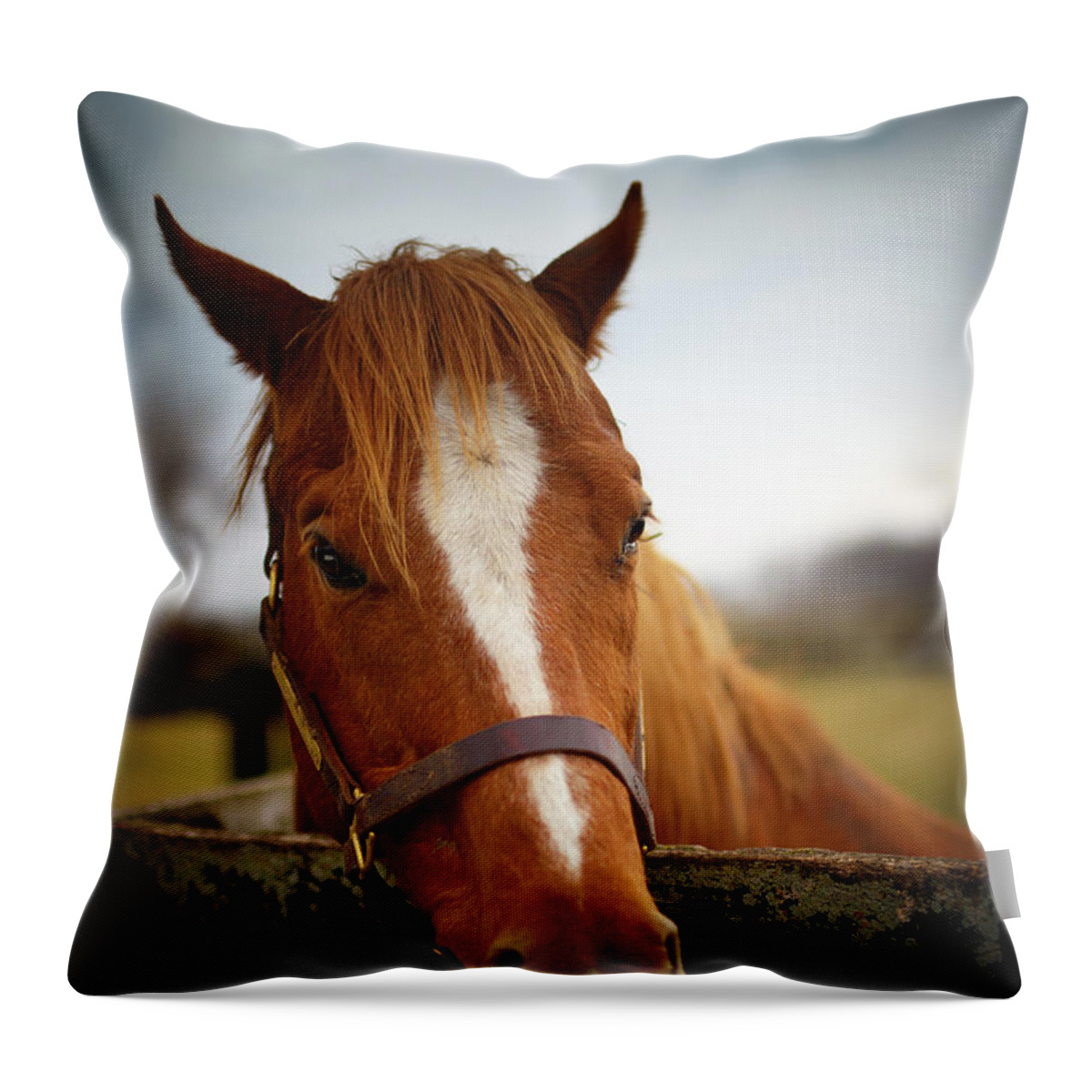 Horse Throw Pillow featuring the photograph Genuine Reward by Shane Holsclaw