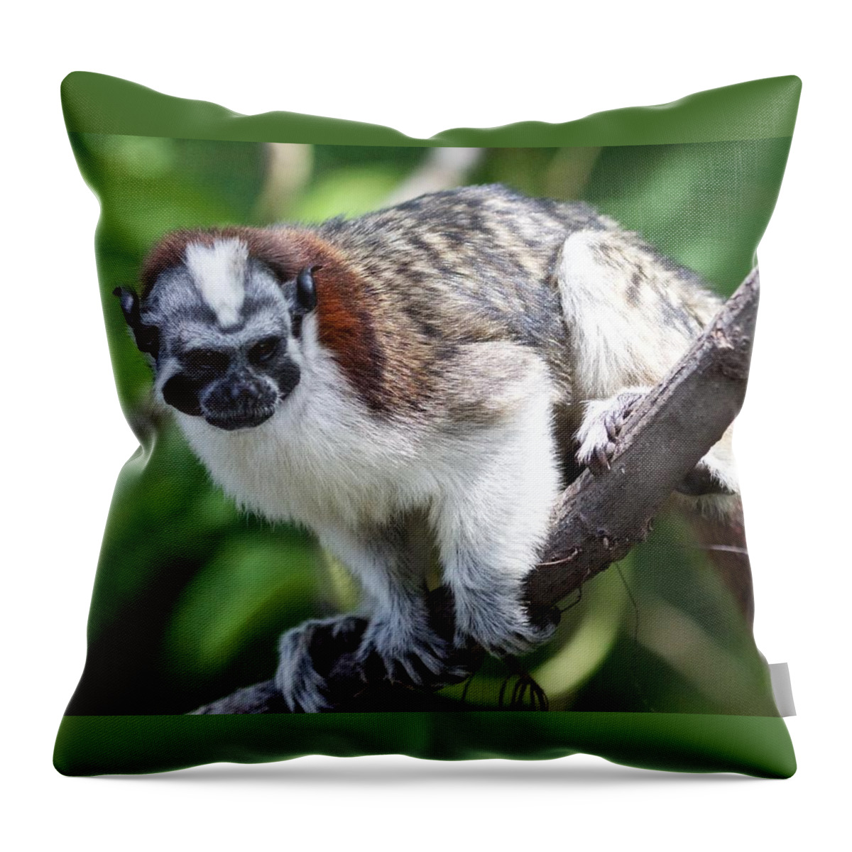 Monkey Throw Pillow featuring the photograph Geoffroy's Tamarin Saguinus Geoffroyi by Venetia Featherstone-Witty