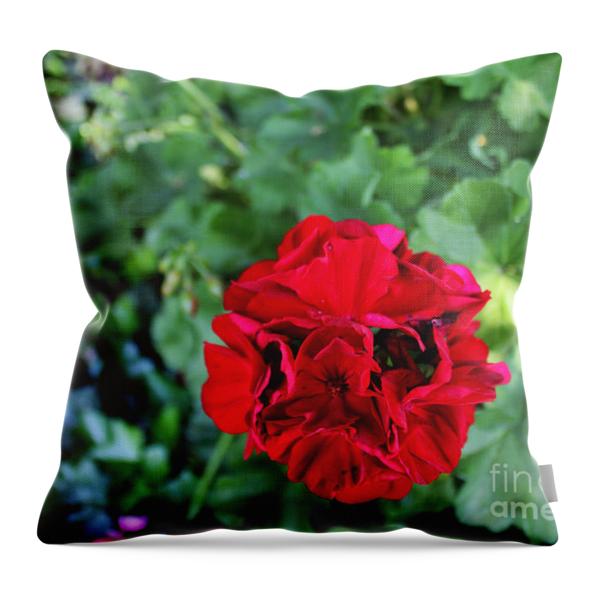Geranium Throw Pillow featuring the painting Geranium Flower - Red by Corey Ford