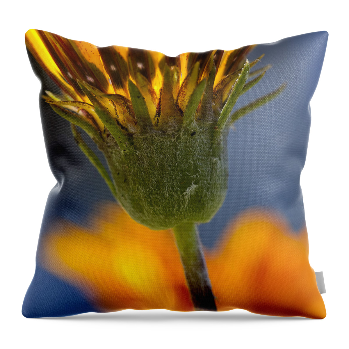 Flowers Throw Pillow featuring the photograph Gerbera Daisy by Kelley King