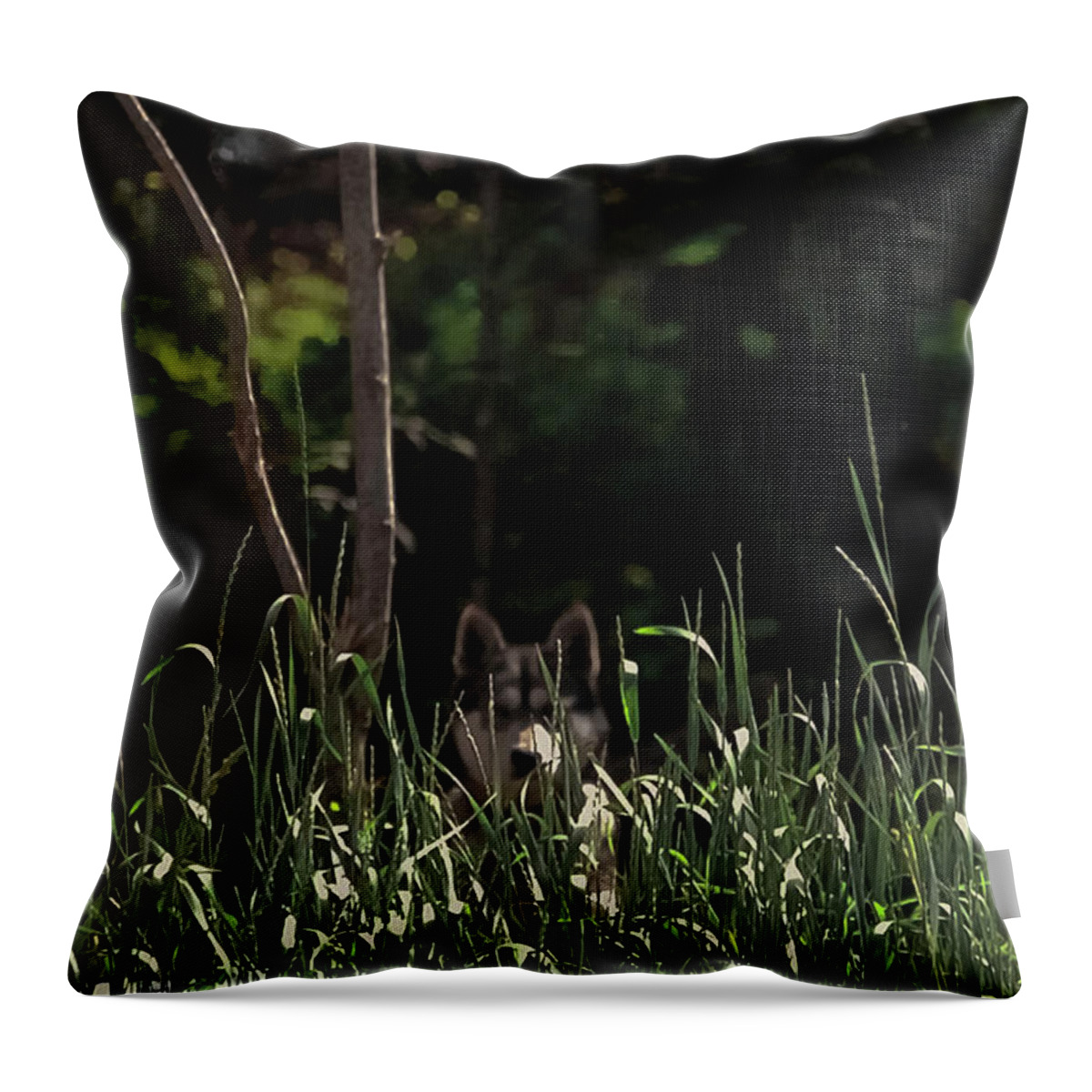 Canine Throw Pillow featuring the photograph Ghost Wolf by DigiArt Diaries by Vicky B Fuller
