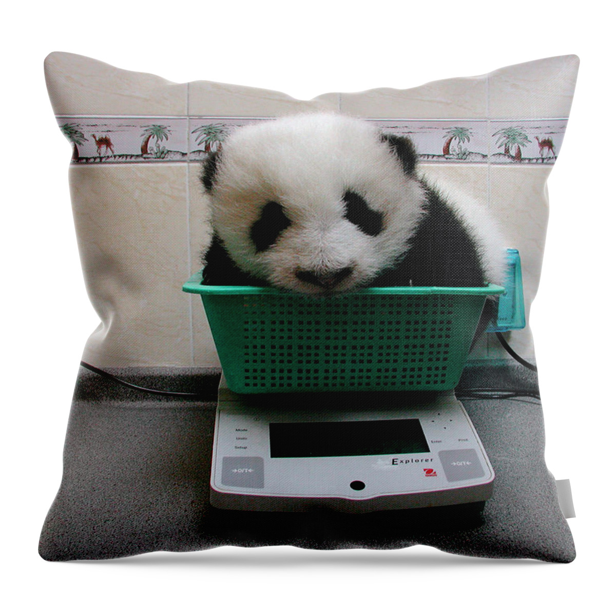 Mp Throw Pillow featuring the photograph Giant Panda Ailuropoda Melanoleuca Baby by Katherine Feng