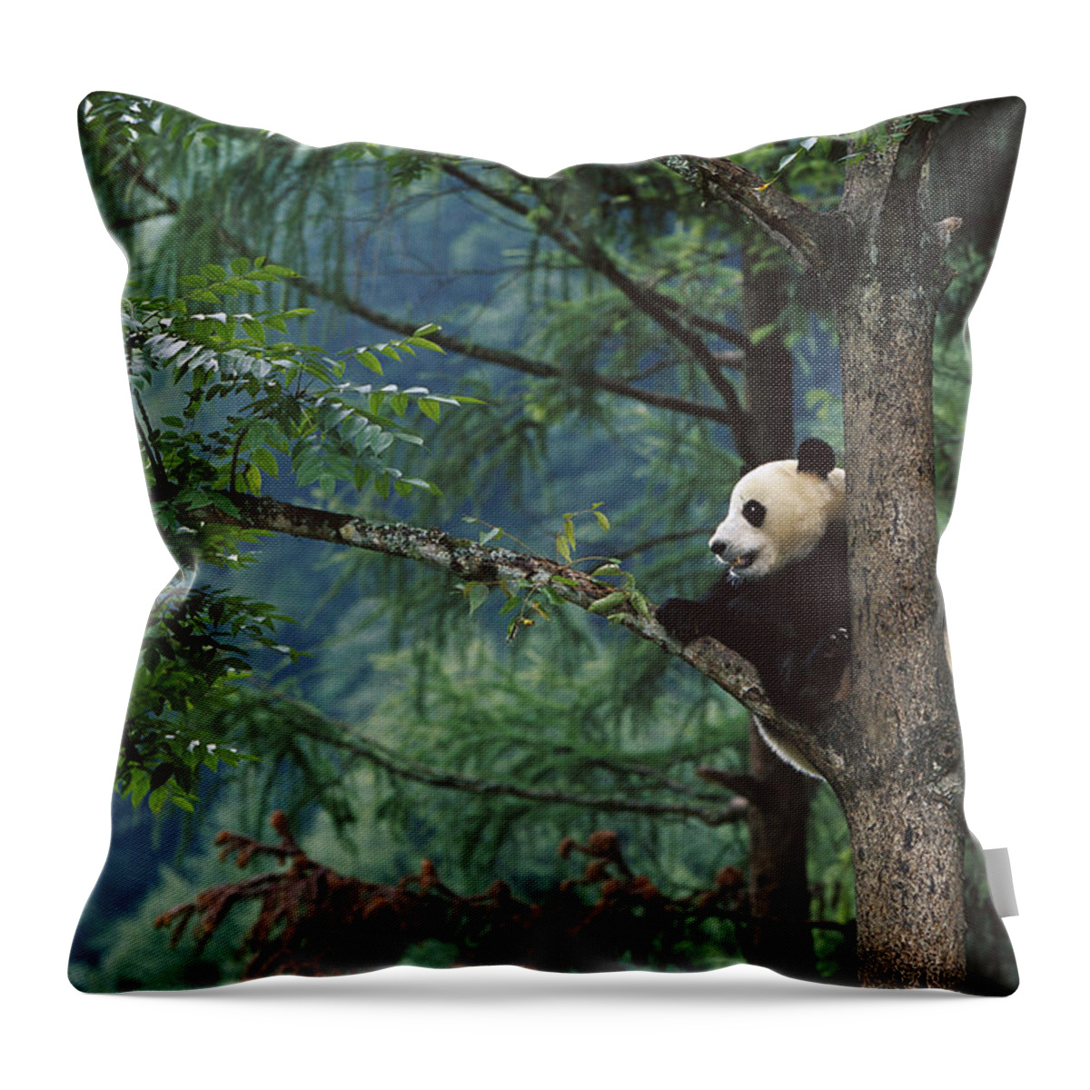Mp Throw Pillow featuring the photograph Giant Panda Ailuropoda Melanoleuca by Cyril Ruoso