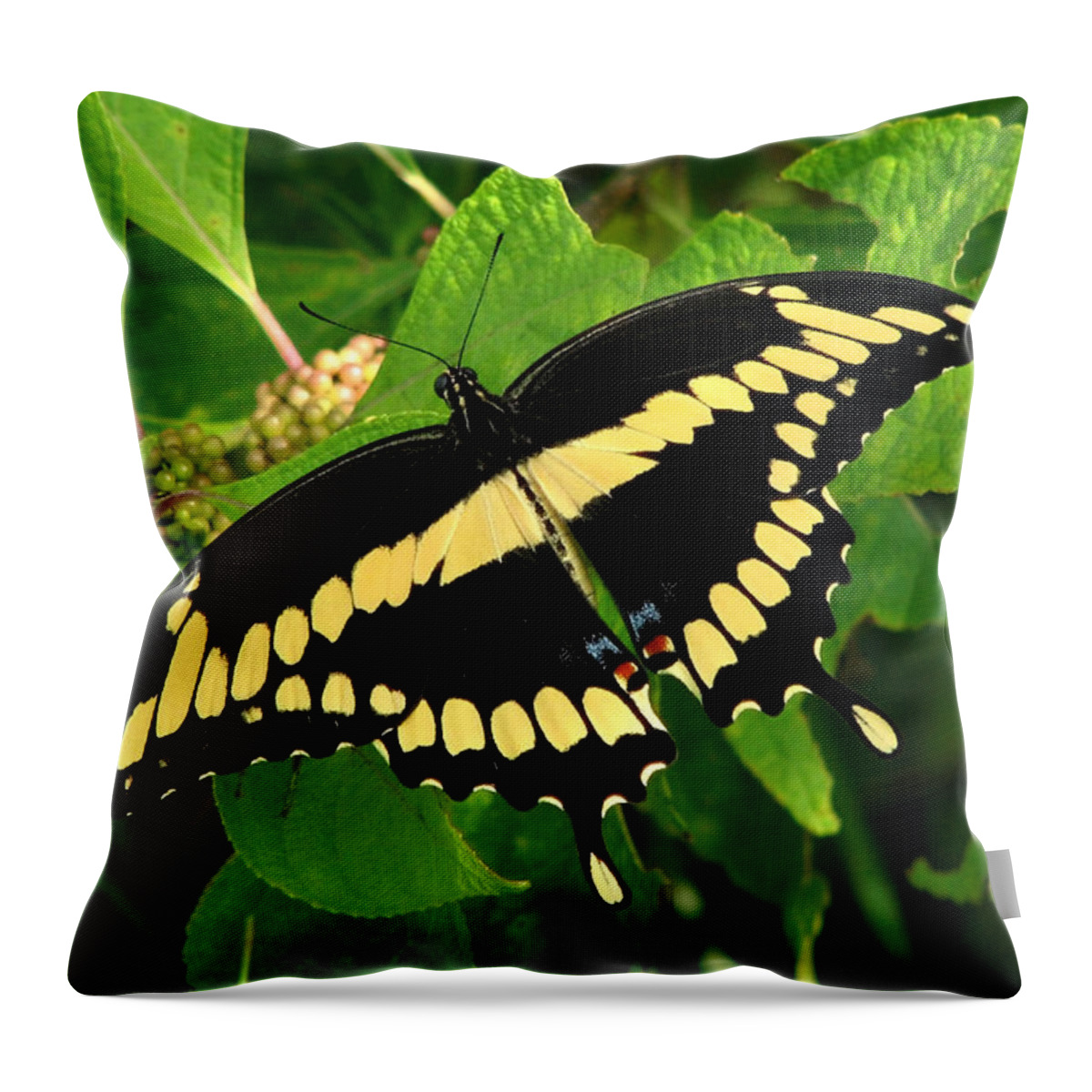Nature Throw Pillow featuring the photograph Giant by Peggy Urban