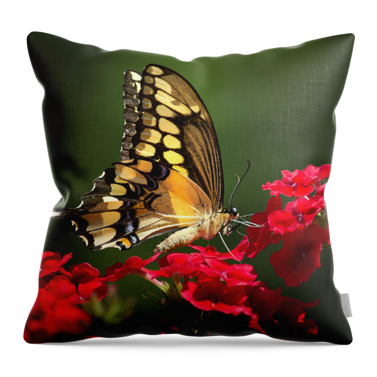 Butterfly Throw Pillow featuring the photograph Giant Swallowtail Butterfly by Christina Rollo