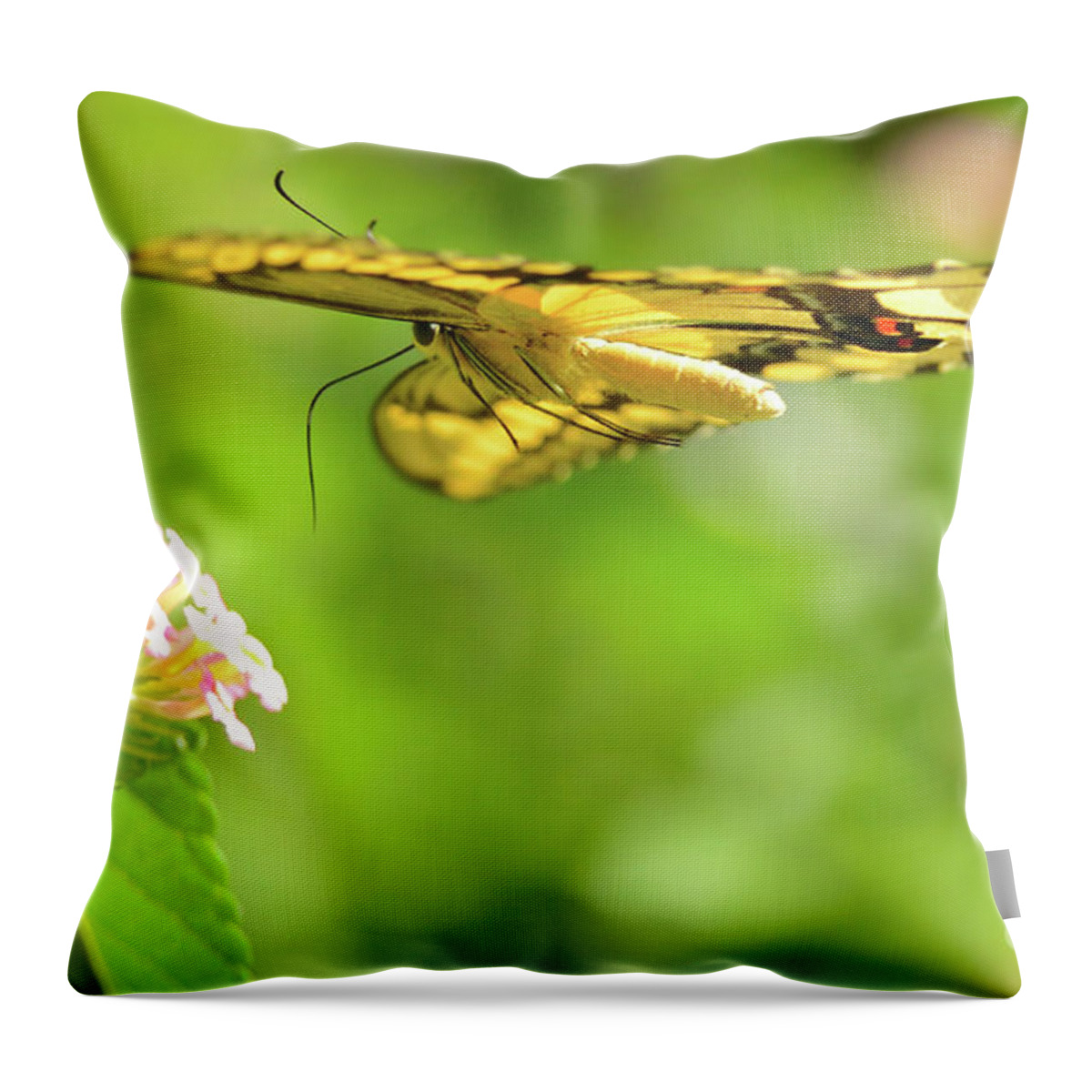 Giant Swallowtail Throw Pillow featuring the photograph Giant Swallowtail in Flight by Michael Tidwell
