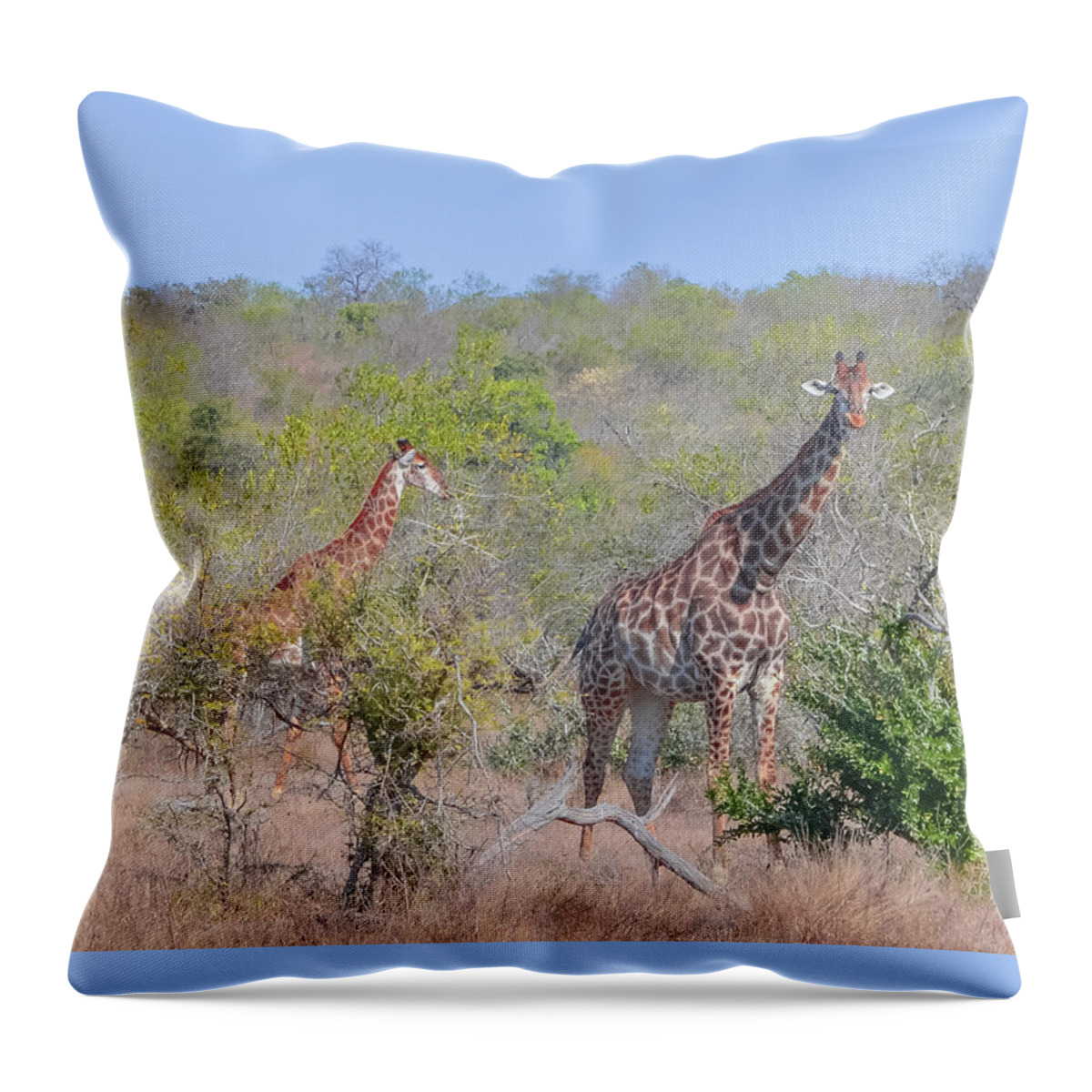 13 Jul 13 Throw Pillow featuring the photograph Giraffe Family on Safari by Jeff at JSJ Photography