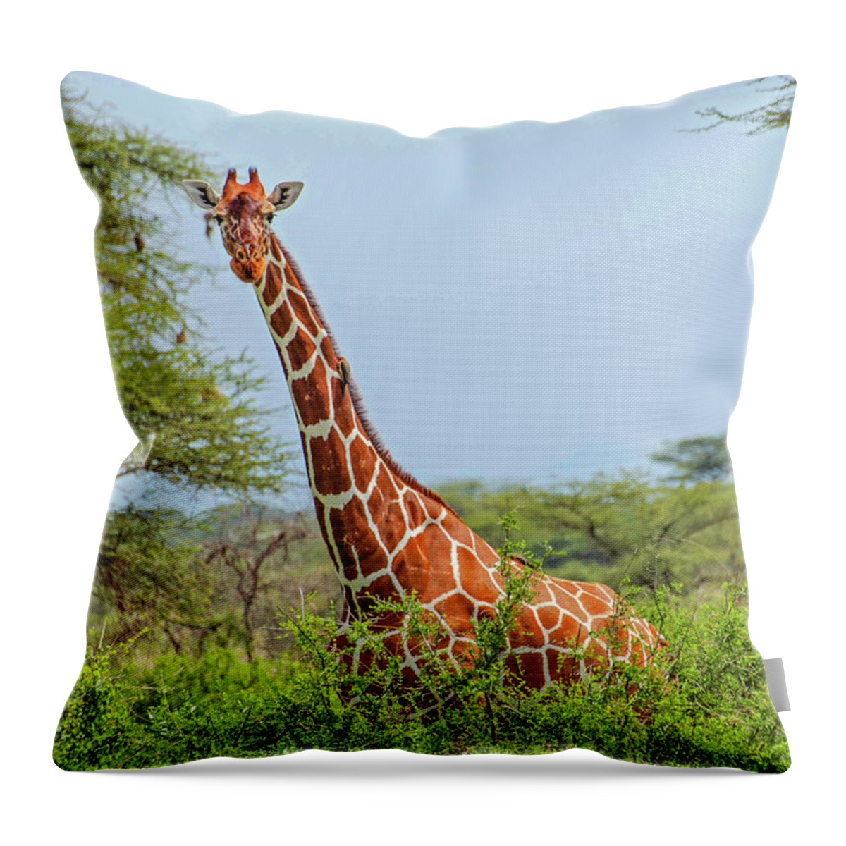 Giraffe Throw Pillow featuring the photograph Giraffe in the shrubs by Peggy Blackwell