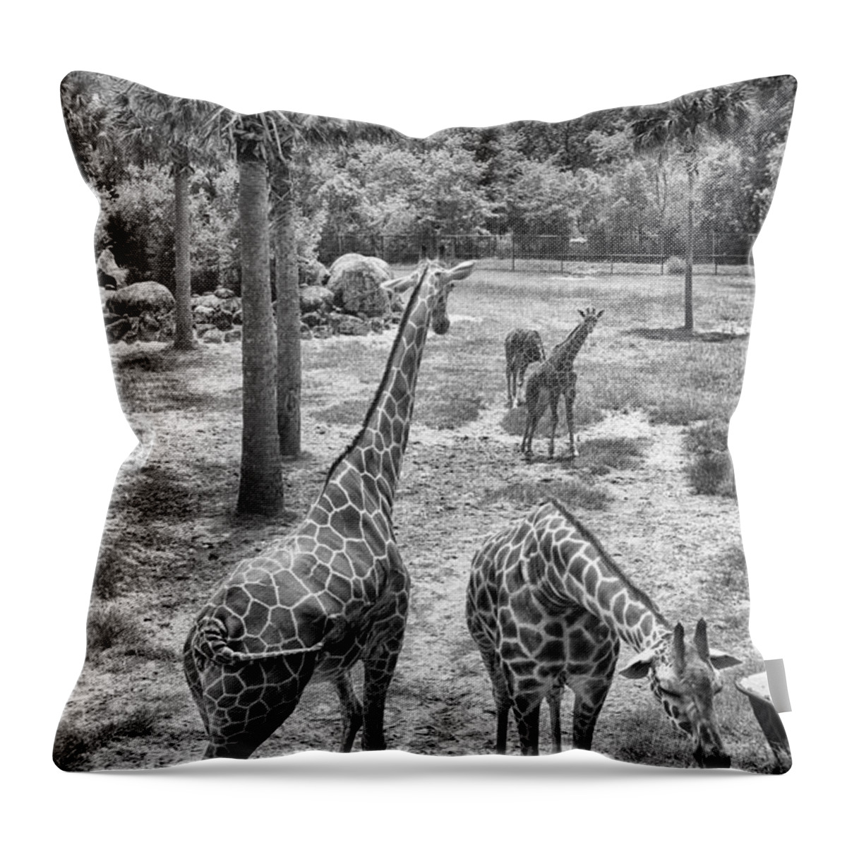 Giraffe Throw Pillow featuring the photograph Giraffe Reticulated by Howard Salmon