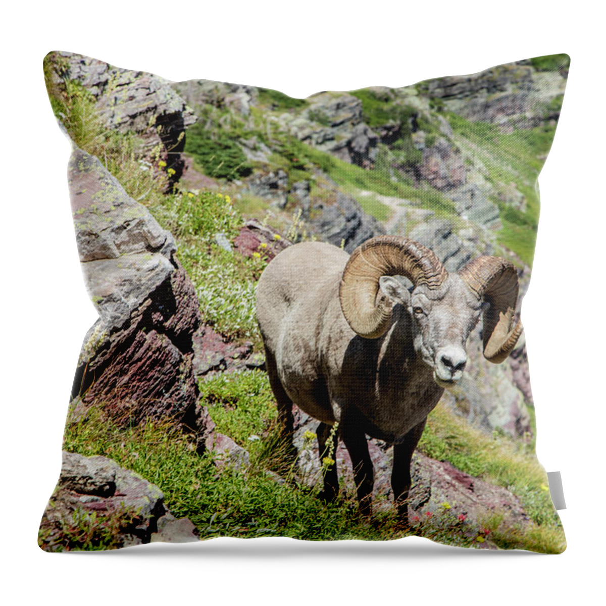 Glacier Throw Pillow featuring the photograph Glacier Big Horn Sheep by John McGraw
