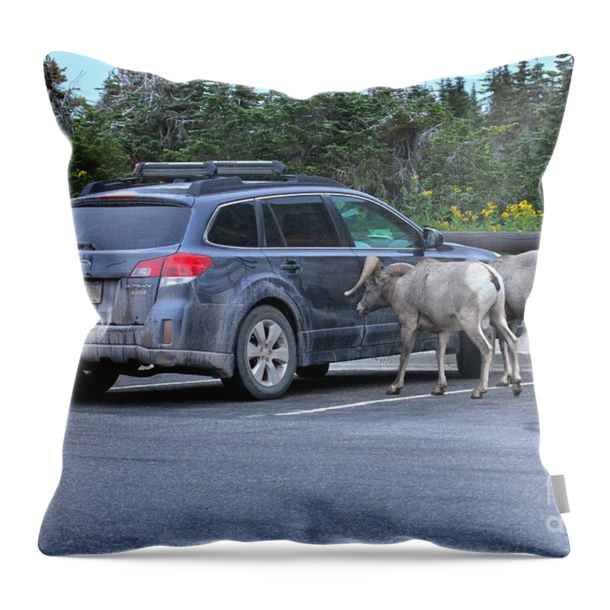 Bighorn Sheep Throw Pillow featuring the photograph Glacier Bighorn Bandits by Adam Jewell