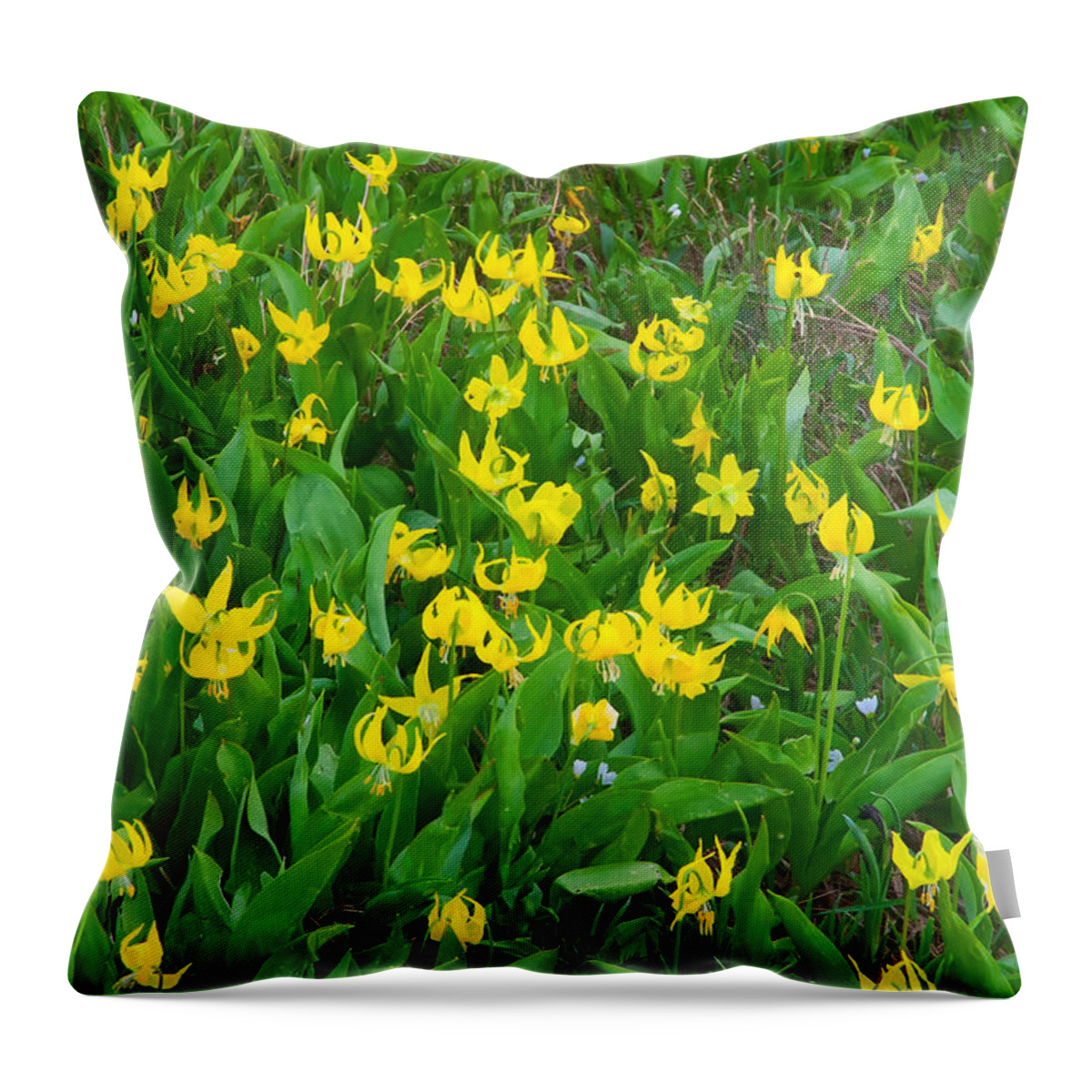 Glacier Lilly Throw Pillow featuring the photograph Glacier Lilly Wildflower Meadow - Glacier National Park by Ram Vasudev