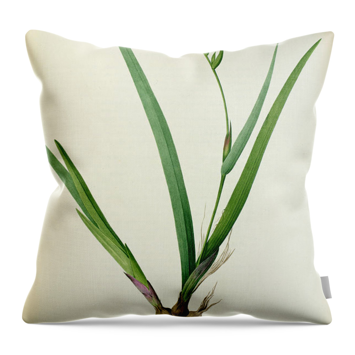 Gladiolus Throw Pillow featuring the drawing Gladiolus Cardinalis by Pierre Joseph Redoute 