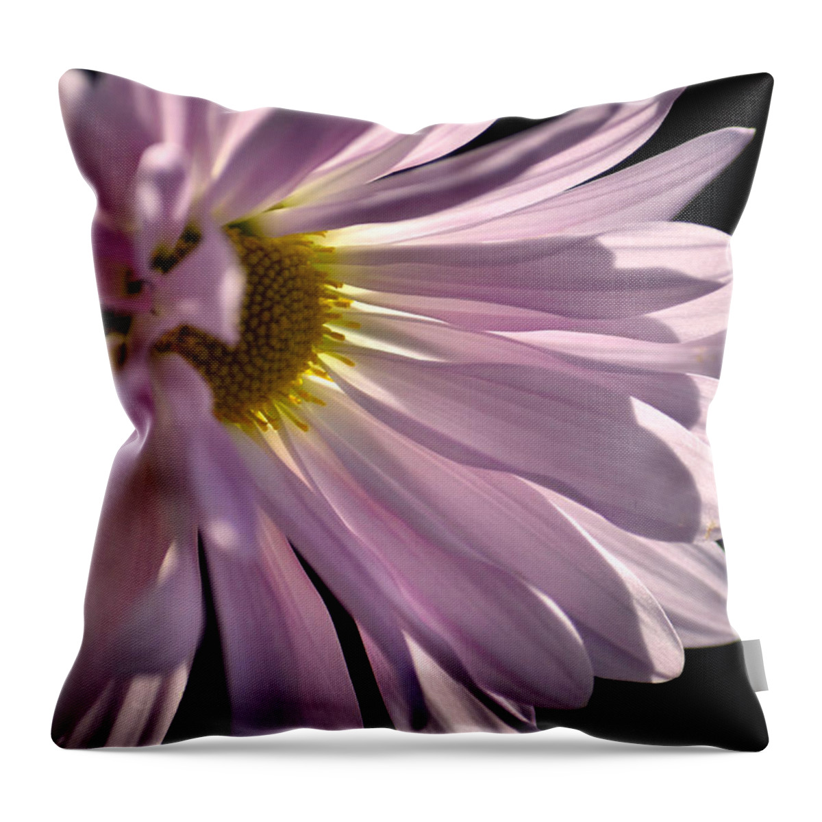 Pink Daisy Throw Pillow featuring the photograph Gleaming by Deb Halloran