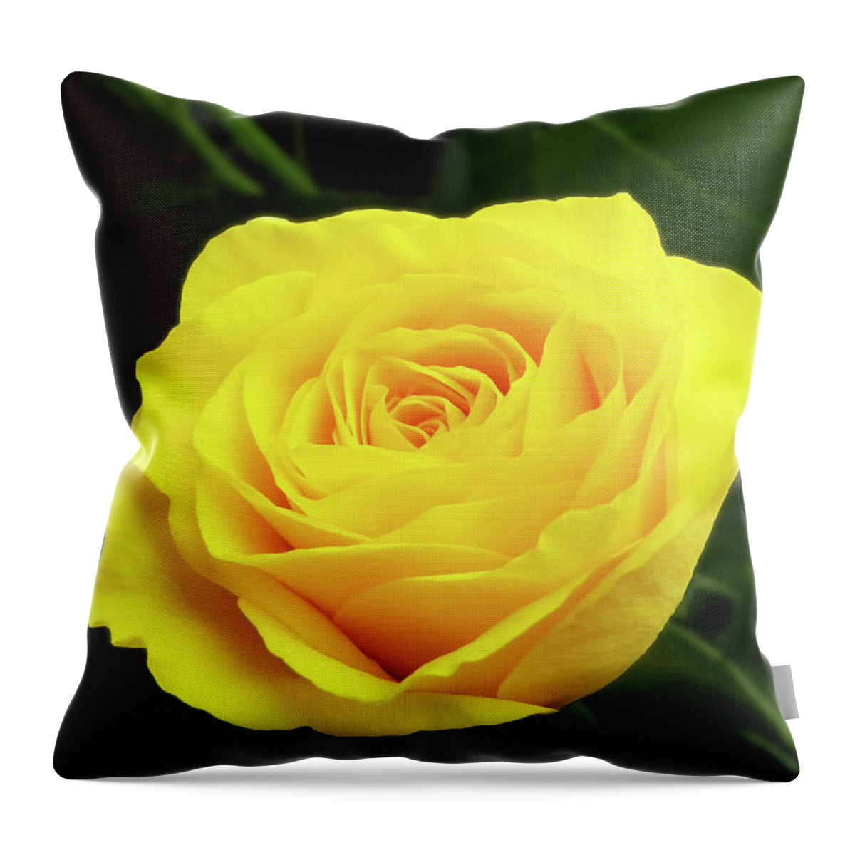 Rose Throw Pillow featuring the photograph Glorious Yellow Rose by Johanna Hurmerinta