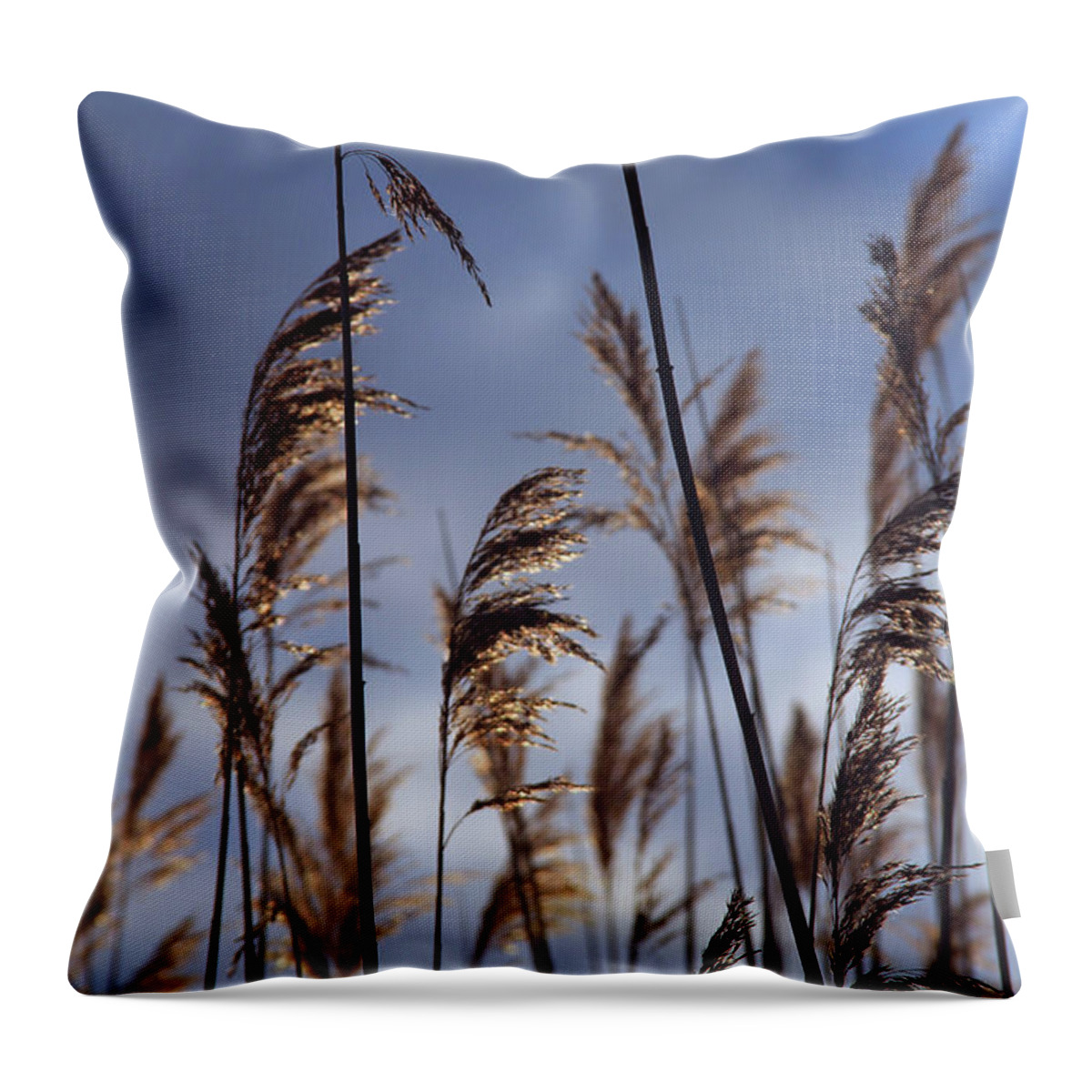 Nature Throw Pillow featuring the photograph Glowing by Becca Wilcox