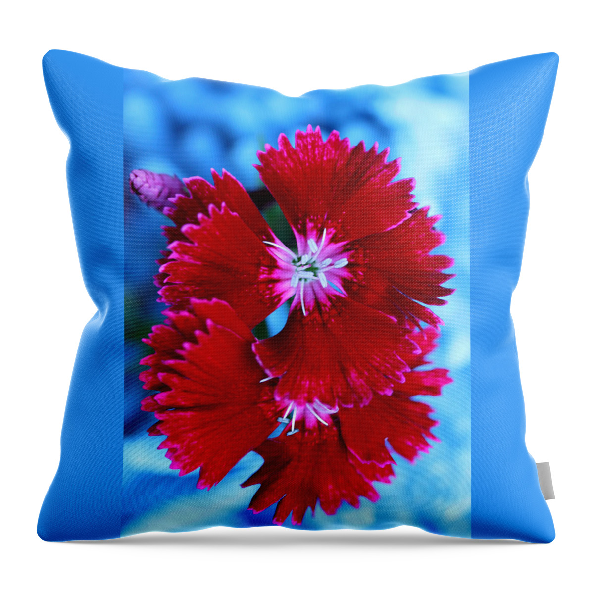 Dianthus Throw Pillow featuring the photograph Glowing Edges Dianthus by Tammy Pool