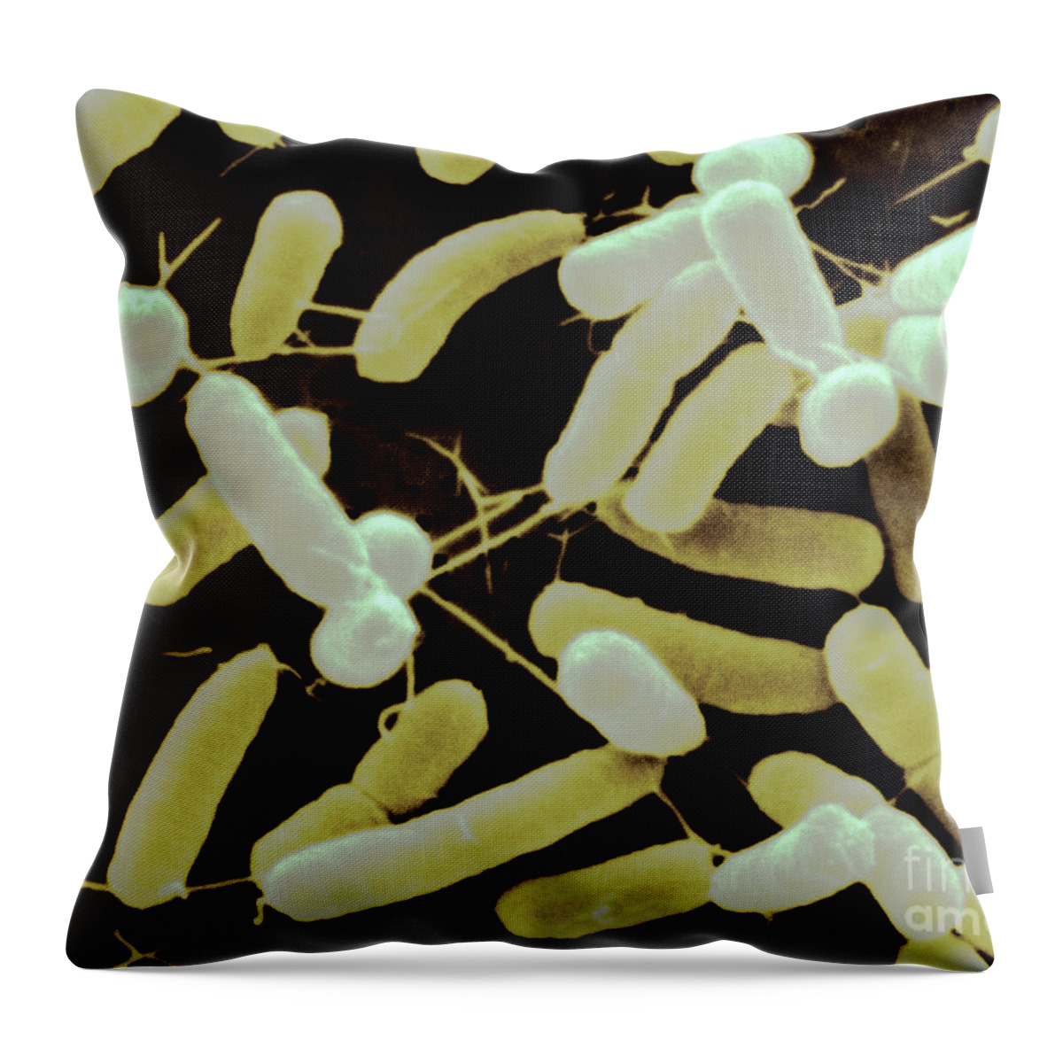 Gluconacetobacter Throw Pillow featuring the photograph Gluconacetobacter Bacteria Sem by Scimat