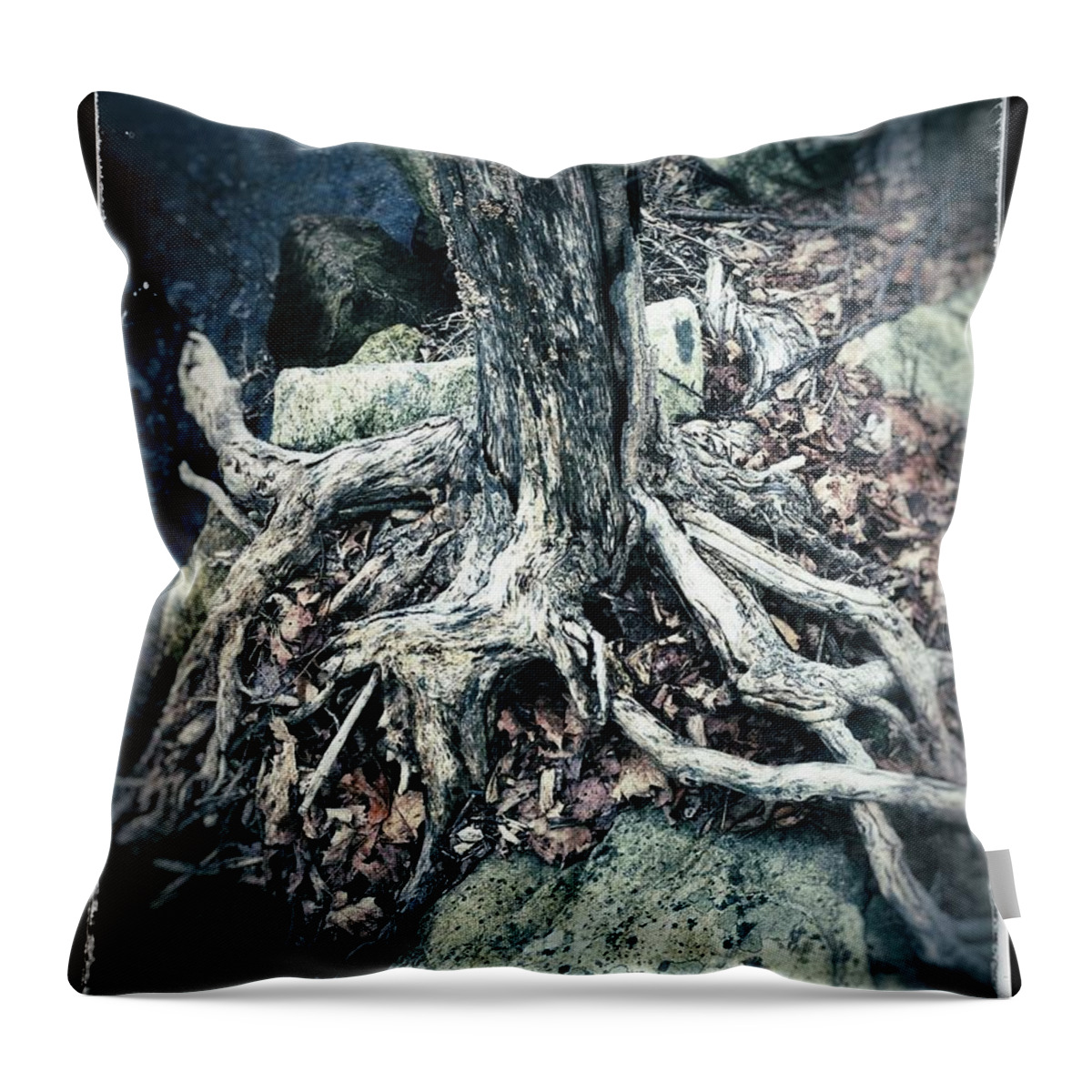 Tree Throw Pillow featuring the photograph Gnarled Rooted Beauty by Jason Nicholas