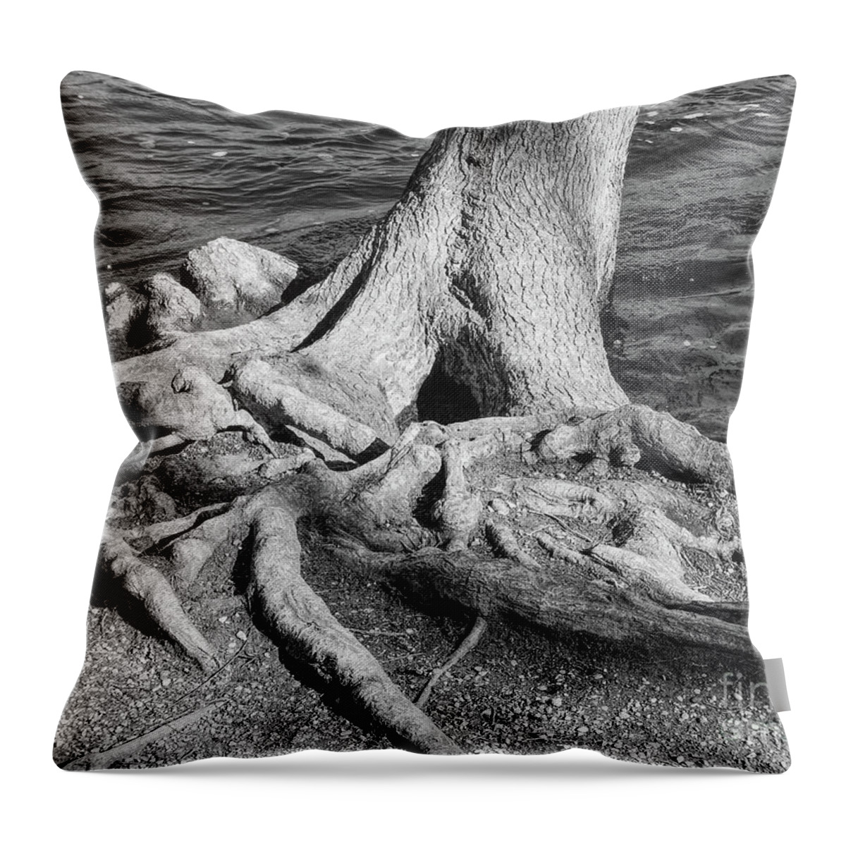 Tree Throw Pillow featuring the photograph Gnarly Roots Tree by Phil Perkins