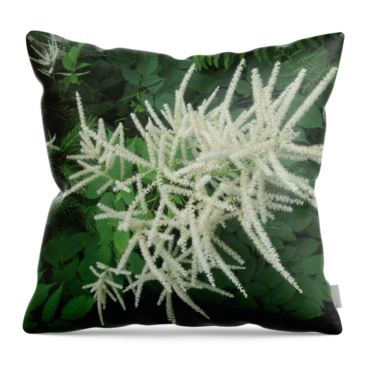 Photos By Paul Meinerth Throw Pillow featuring the photograph Goats Beard by Paul Meinerth