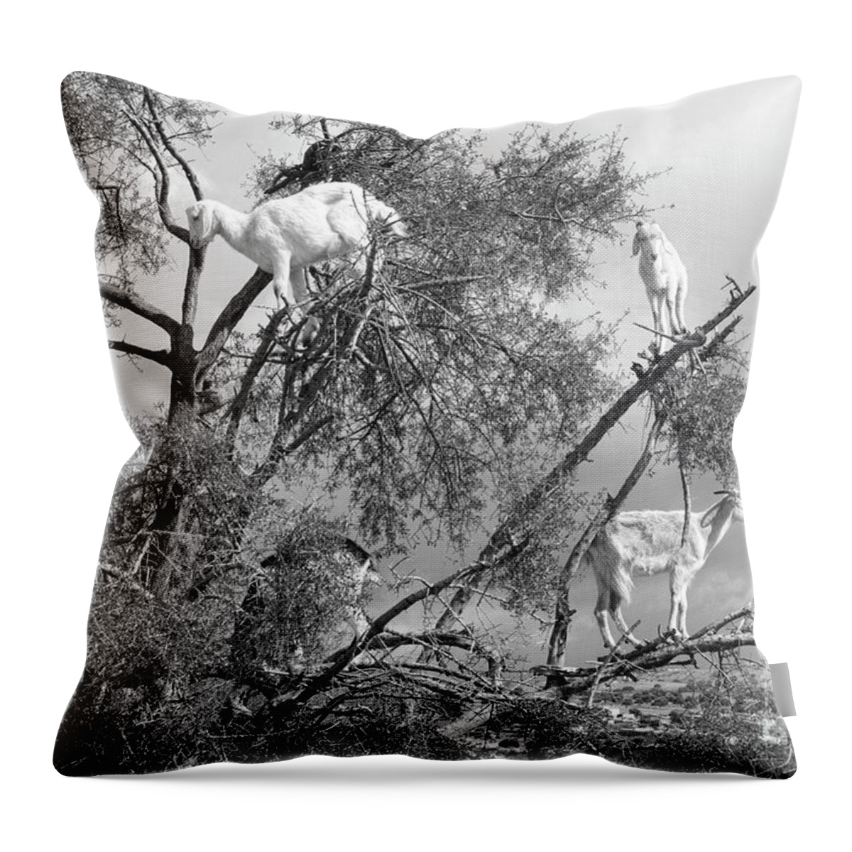 Morocco Throw Pillow featuring the photograph Goats in Tree BW by Chuck Kuhn
