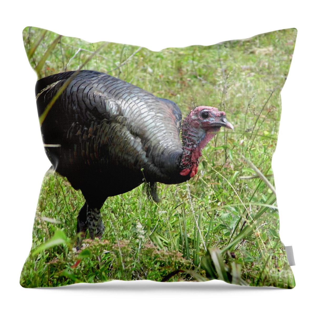 Turkey Throw Pillow featuring the photograph Gobbler by D Hackett