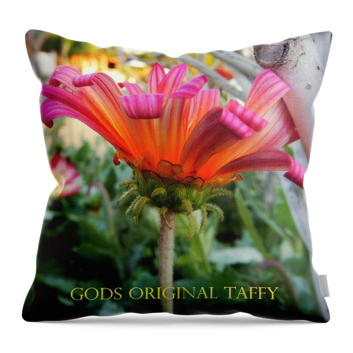 Candy Throw Pillow featuring the photograph God's original taffy by Karen Jbon Lee