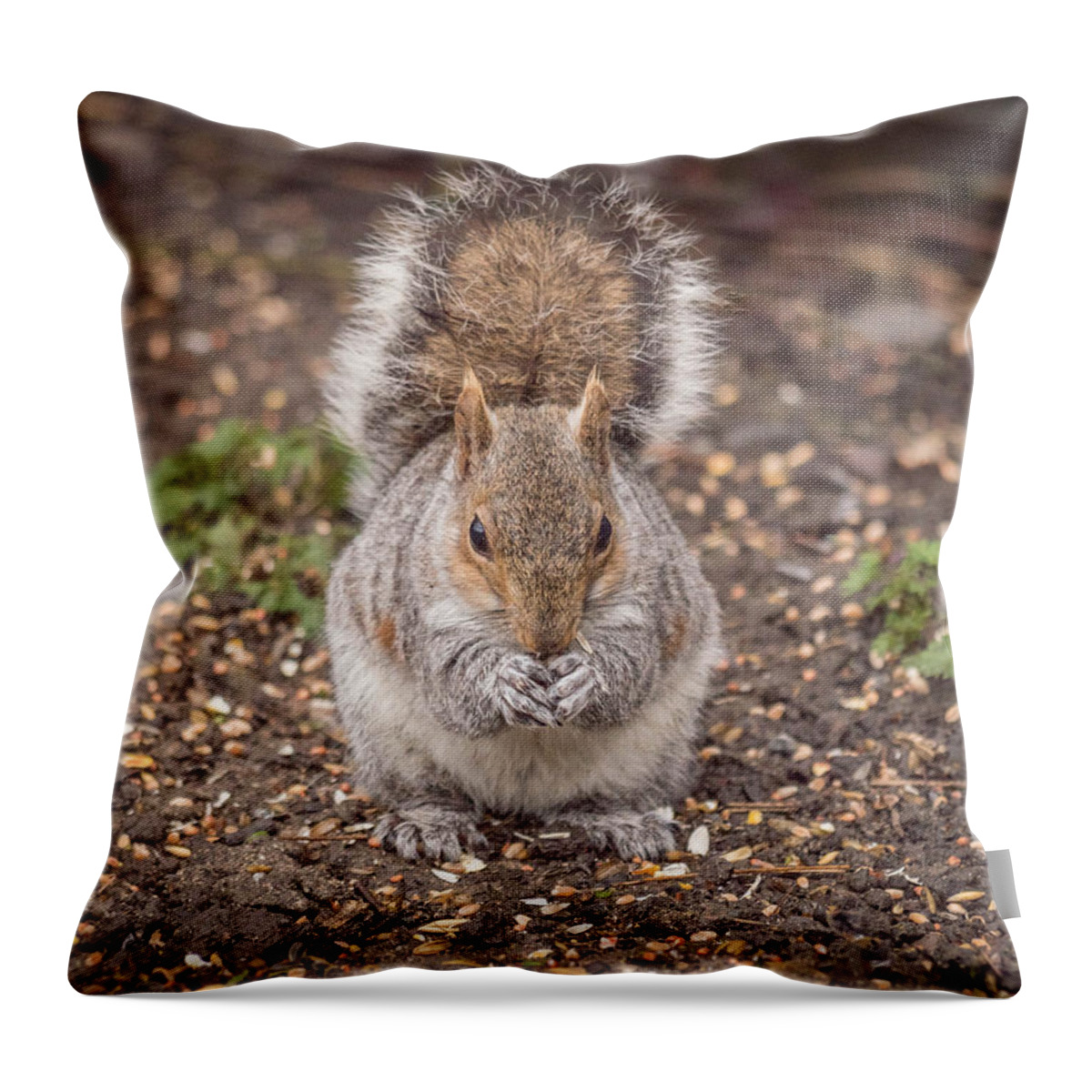 Birds & Animals Throw Pillow featuring the photograph Going Nutz by Nick Bywater