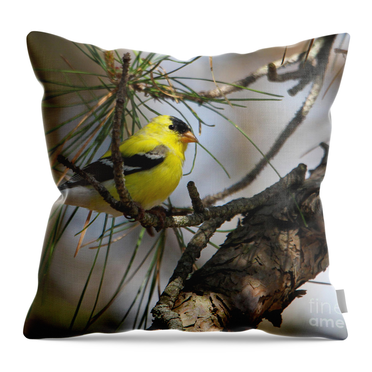 Gold Finch Throw Pillow featuring the photograph Gold Finch by Roger Becker
