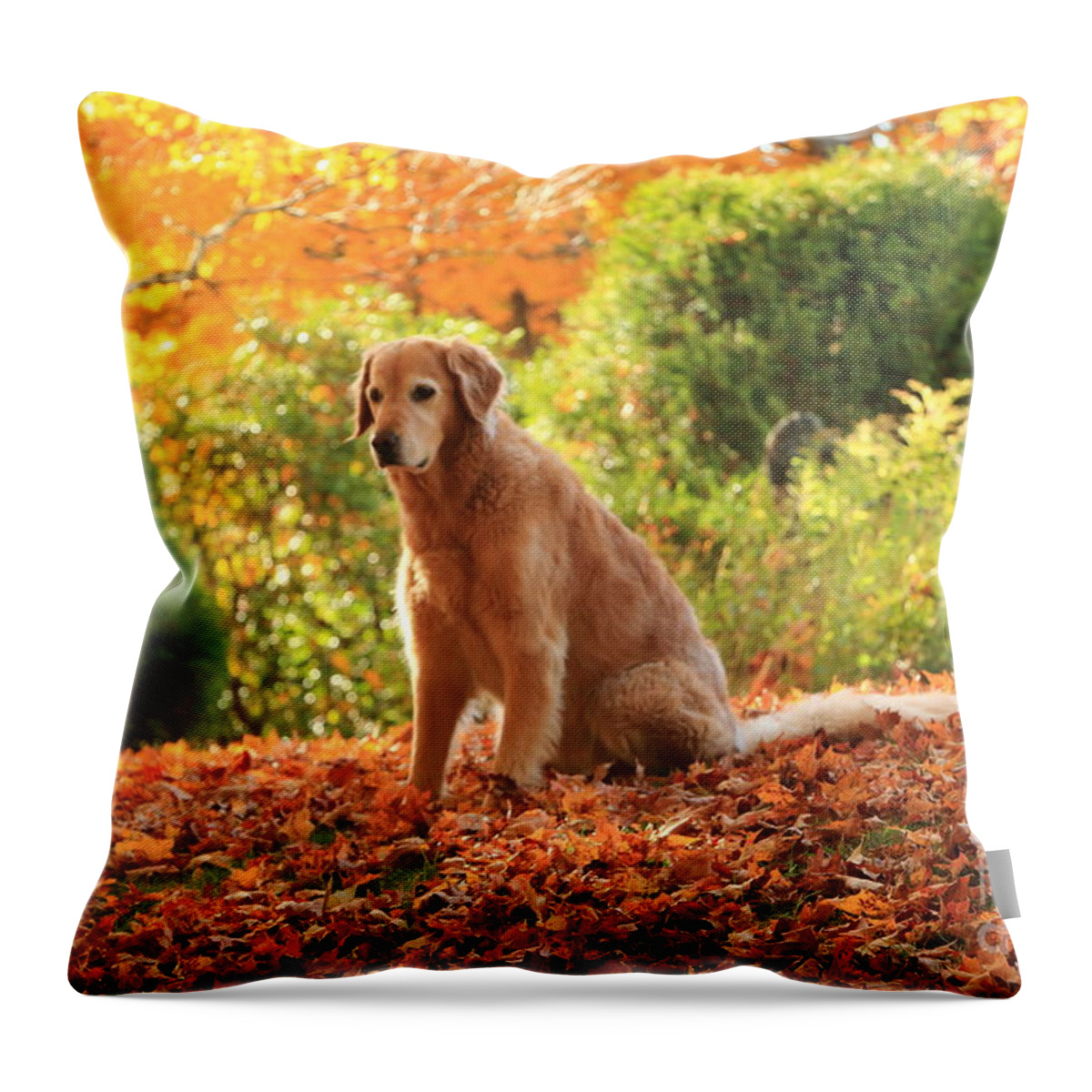 Autumn Throw Pillow featuring the photograph Golden Autumn by Elizabeth Dow