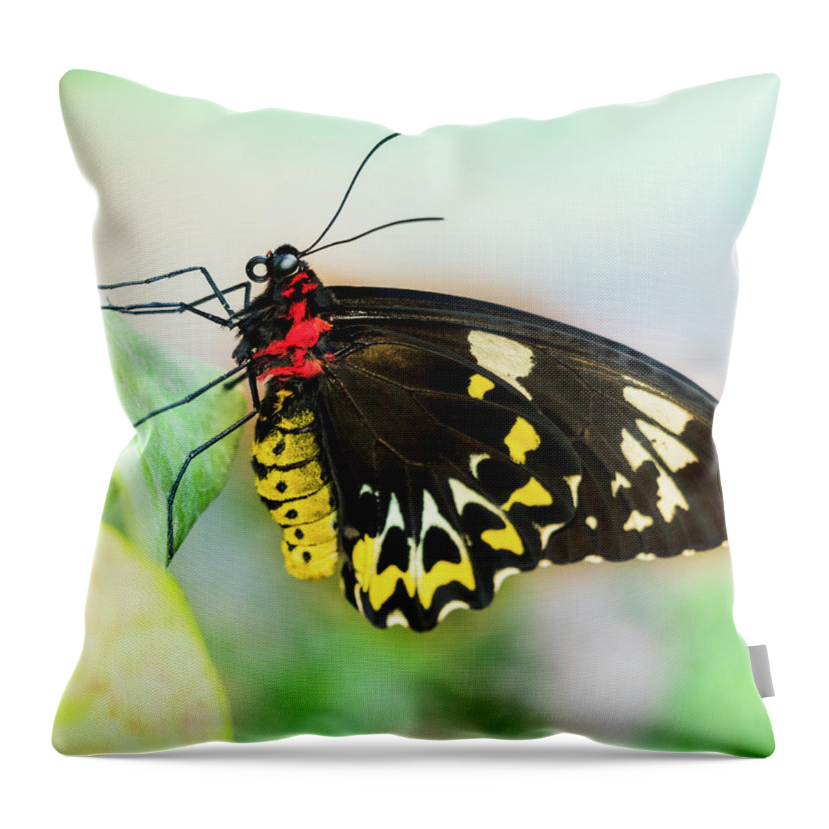 Troides Rhadamantus Throw Pillow featuring the photograph Golden Birdwing Butterfly - Troides Rhadamantus by Cristina Stefan